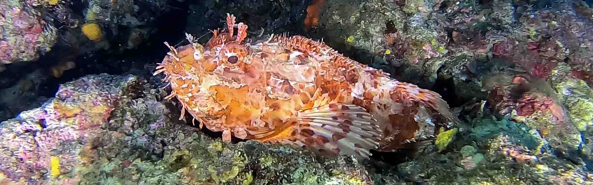 Tasseled Scorpionfish